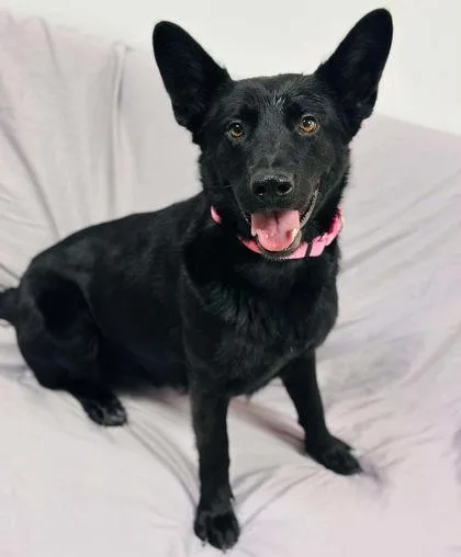 An adult medium-sized female Mixed Breed dog named Diamond for adoption in West Chester, PA