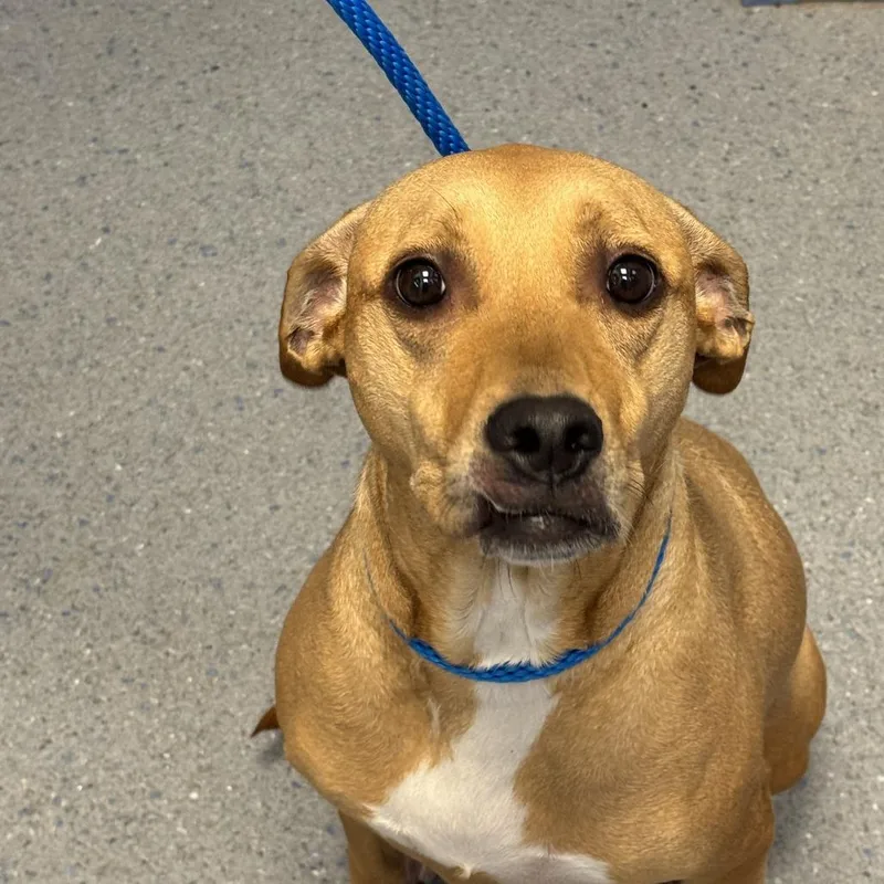 An adult medium-sized female Hound dog named Luna for adoption in Carrollton, OH