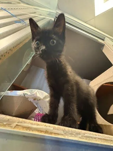 A baby medium-sized male Domestic Short Hair cat named Binx for adoption in Washington, DC