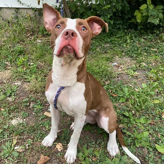 A young medium-sized female Pit Bull Terrier dog named Mini for adoption in Indianapolis, IN