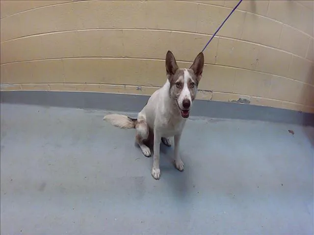 An adult medium-sized male German Shepherd Dog dog named Box for adoption in Tulsa, OK