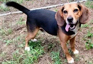 An adult small-sized male Beagle dog named Bentley for adoption in Chelmsford, MA