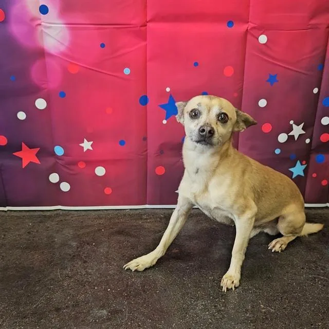 An adult small-sized male Chihuahua dog named A for adoption in Wylie, TX