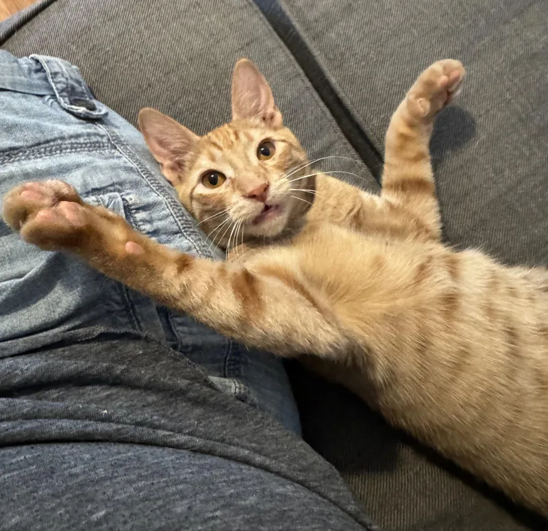 A baby medium-sized male Tabby (Orange / Red) Tabby cat named Cheddar for adoption in Palmdale, CA