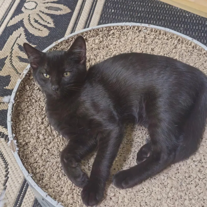 A baby medium-sized male Black Domestic Short Hair cat named Poe for adoption in Wayne, NJ