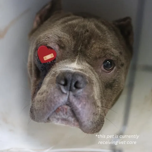 An adult medium-sized male American Bulldog dog named Forest for adoption in San Antonio, TX