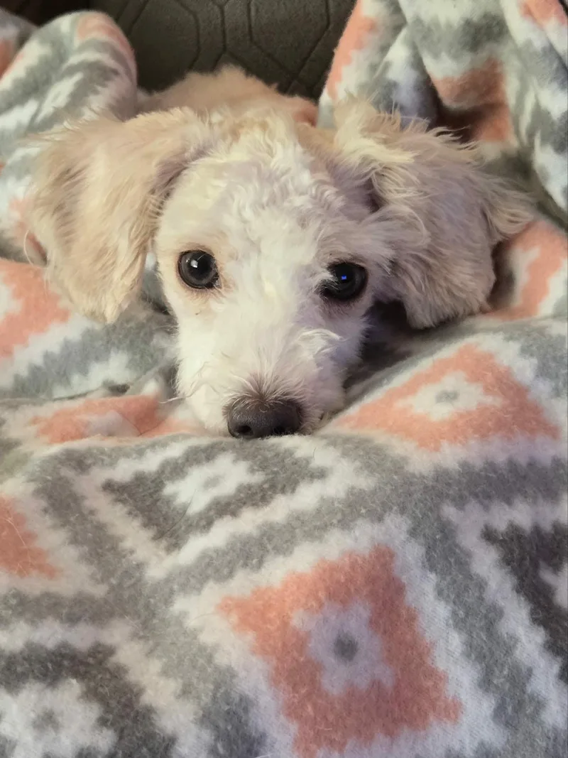 A young small-sized female Maltese dog named Dolly for adoption in De Pere, WI
