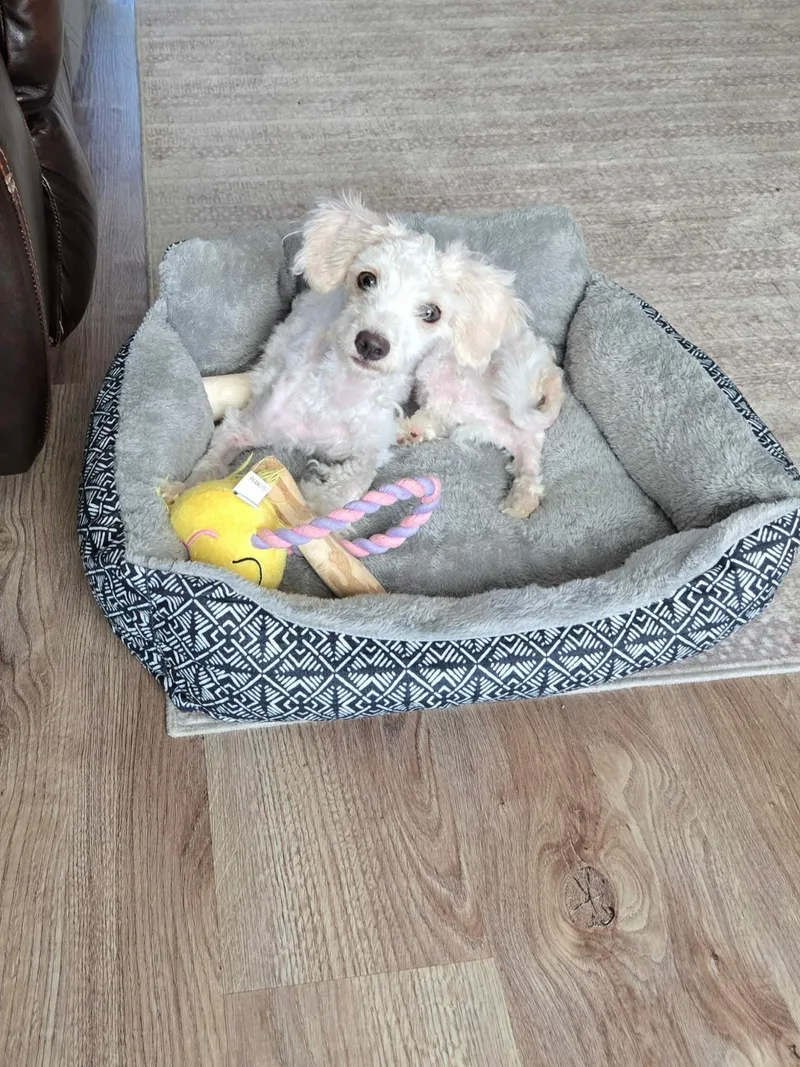 Dolly thumbnail 5