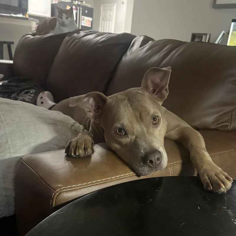 A young medium-sized female Yellow / Tan / Blond / Fawn American Staffordshire Terrier dog named Sadie for adoption in Baytown, TX