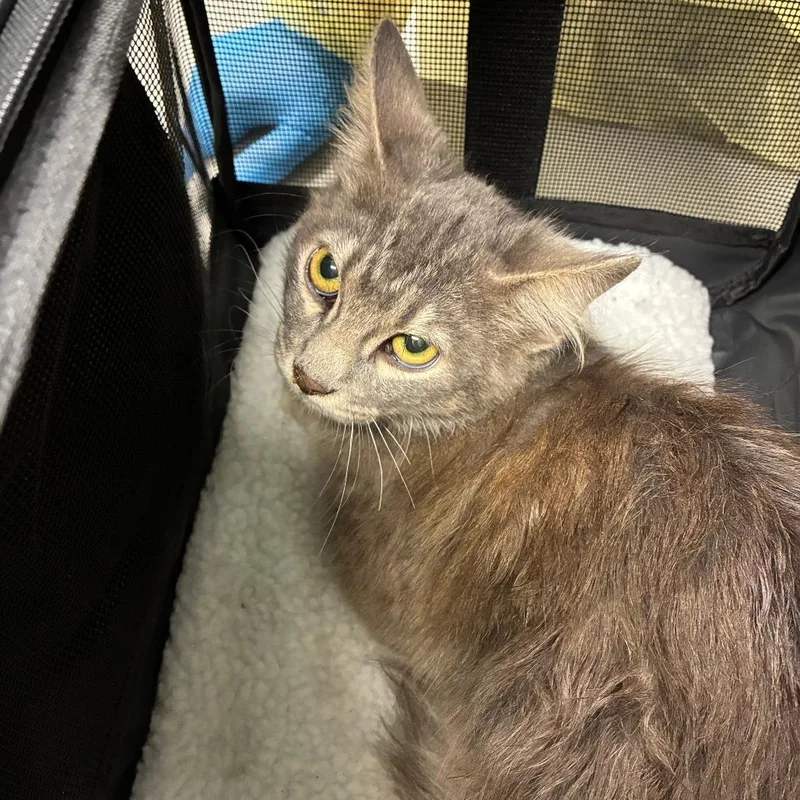 A young medium-sized male Domestic Medium Hair cat named Jack for adoption in Oak Park, IL