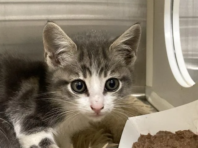A baby small-sized female Domestic Short Hair cat named Kelli for adoption in Tustin, CA