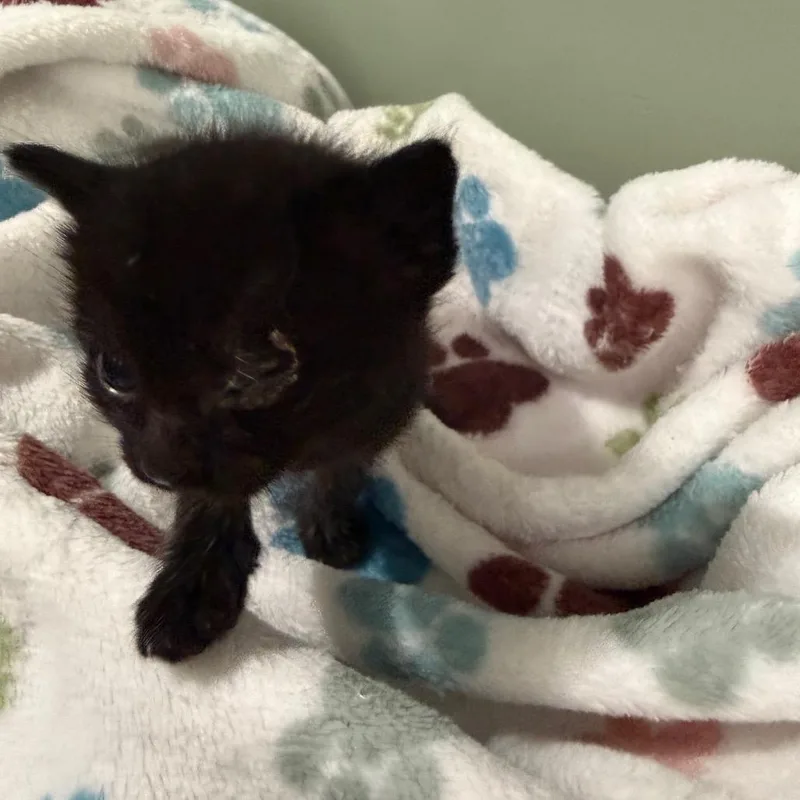 A baby small-sized male Black Domestic Short Hair cat named Blackbeard Blue Collar for adoption in Ferndale, WA