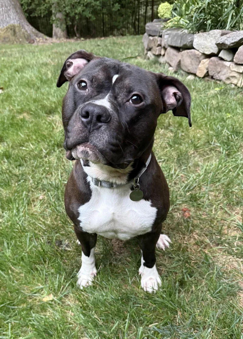 A young large-sized male Pit Bull Terrier dog named Ace for adoption in Rockville, MD