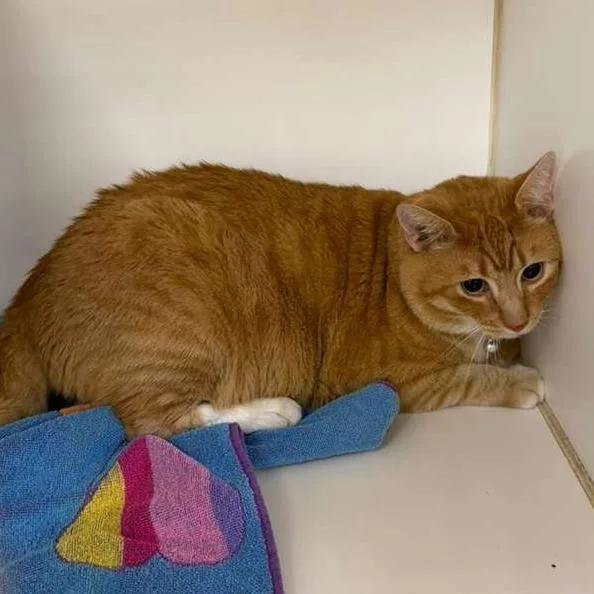 An adult extra large-sized male Orange / Red Domestic Short Hair cat named Socks for adoption in Gadsden, AL