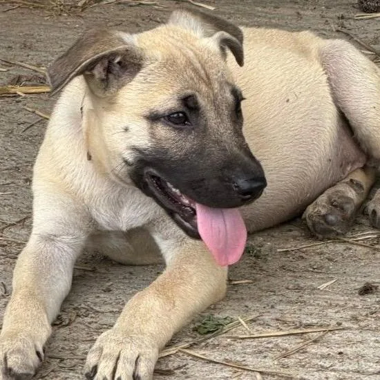 A baby medium-sized male Yellow / Tan / Blond / Fawn Black Mouth Cur dog named Jake D for adoption in Minnetonka, MN