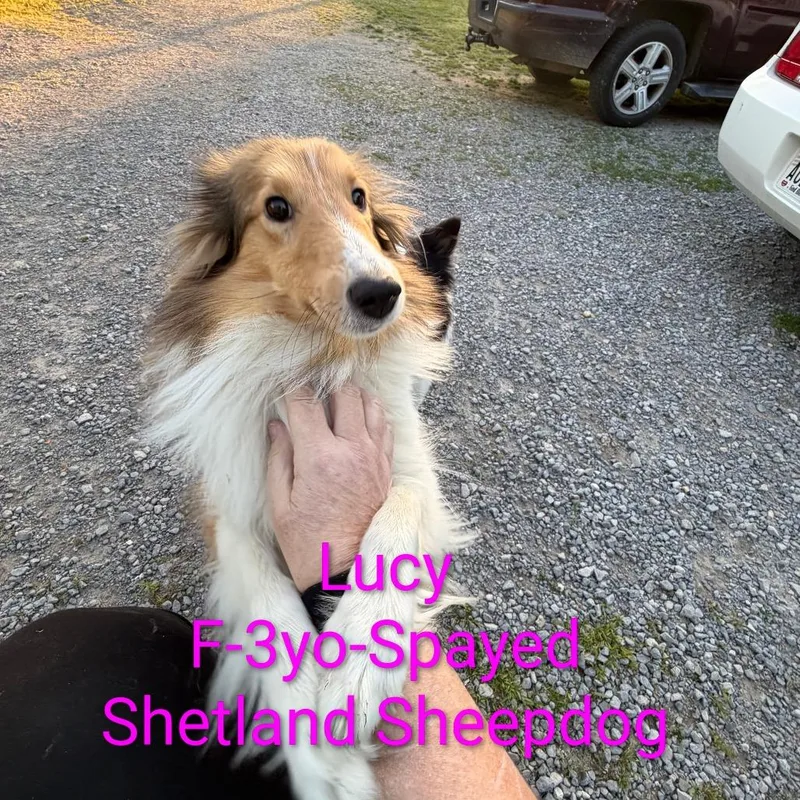 An adult medium-sized female Brown / Chocolate Shetland Sheepdog / Sheltie dog named Lucy for adoption in Trenton, GA