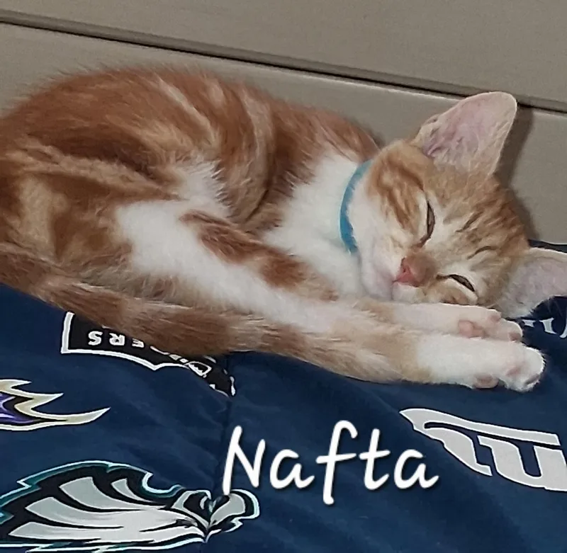 A baby medium-sized male Orange & White Domestic Short Hair cat named Nafta for adoption in Redondo Beach, CA