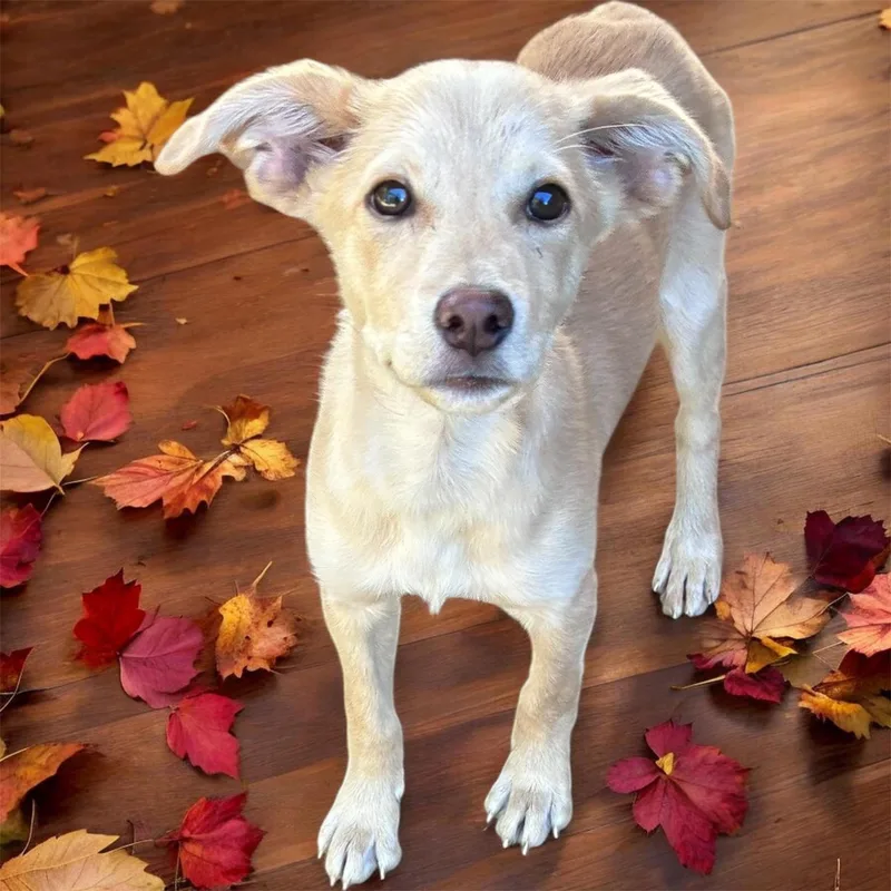 A baby medium-sized female Mixed Breed dog named Almond Joy for adoption in Mobile, AL