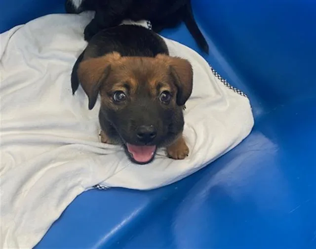 A baby medium-sized female Mixed Breed dog named Aleah for adoption in Dallas, TX