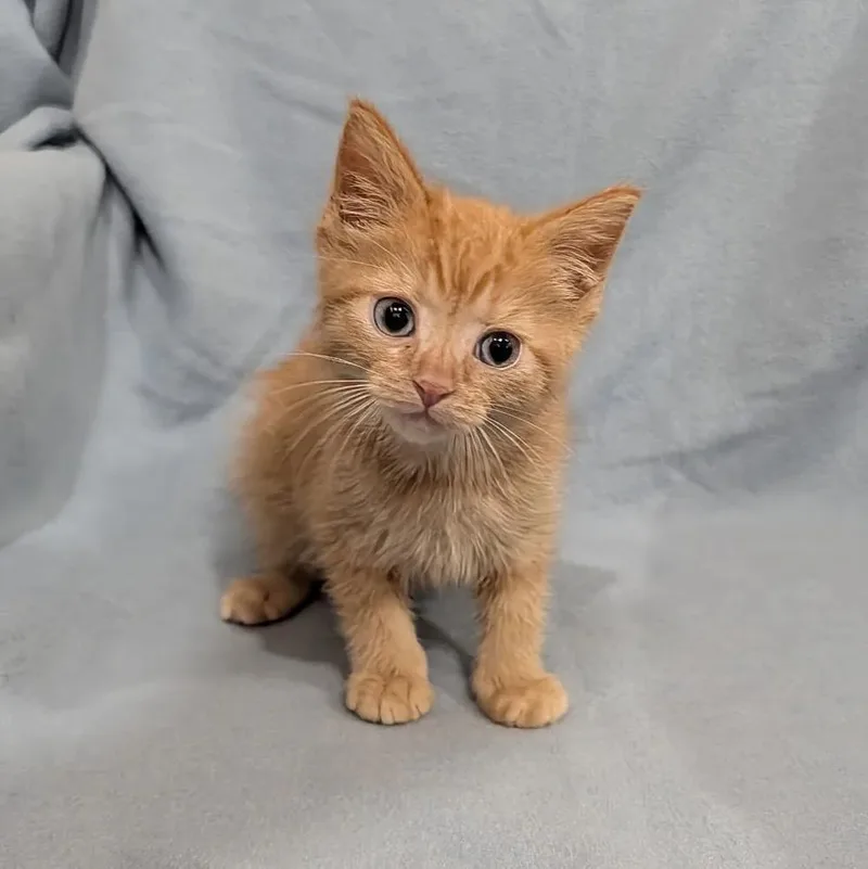 A baby small-sized male Orange / Red Domestic Short Hair cat named Croissant for adoption in Davison, MI