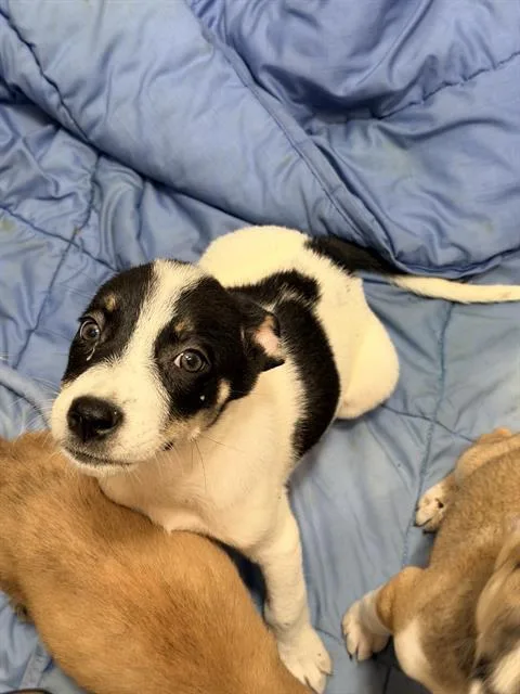 A baby medium-sized female Husky dog named Saturn for adoption in San Antonio, TX