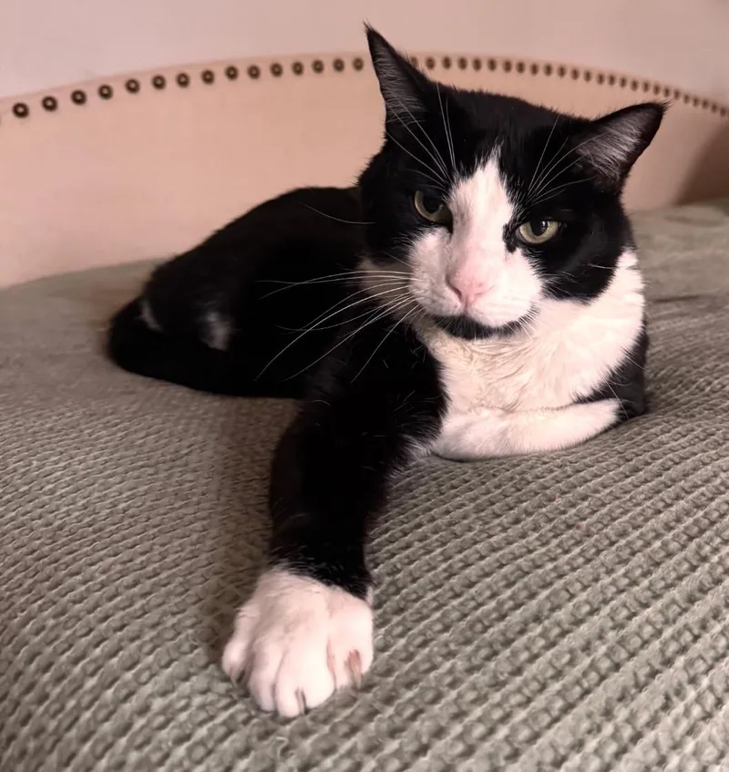 An adult large-sized male Black & White / Tuxedo Domestic Short Hair cat named Tuxie for adoption in Chuckey, TN
