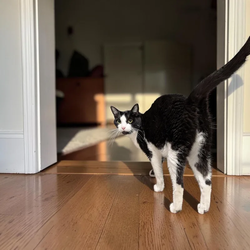 Tuxie thumbnail 2