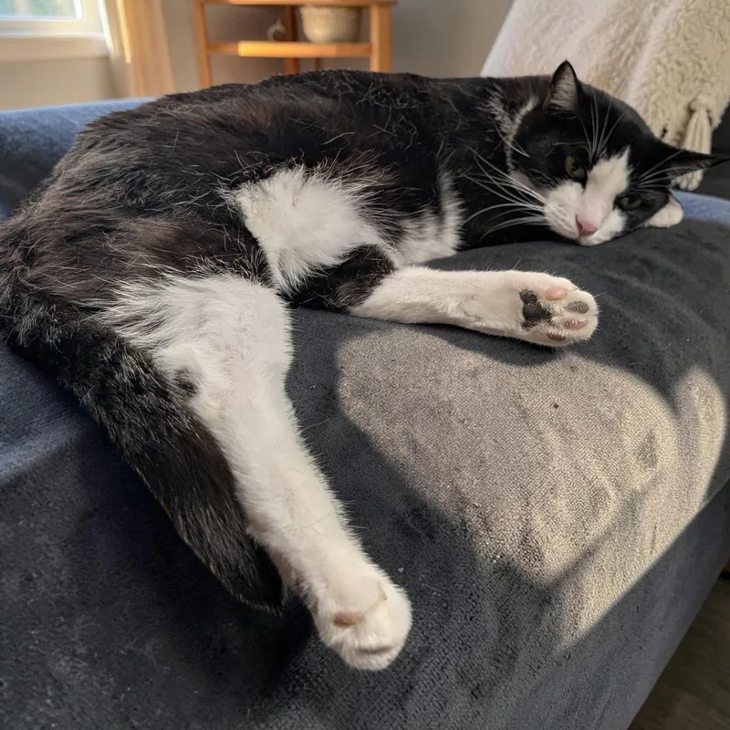 Tuxie thumbnail 3