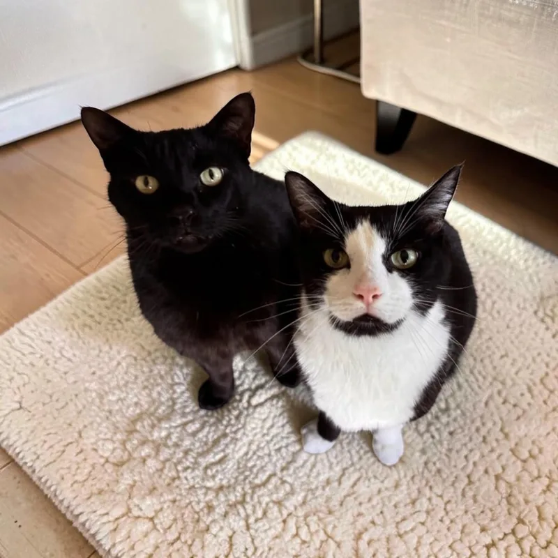 Tuxie thumbnail 4