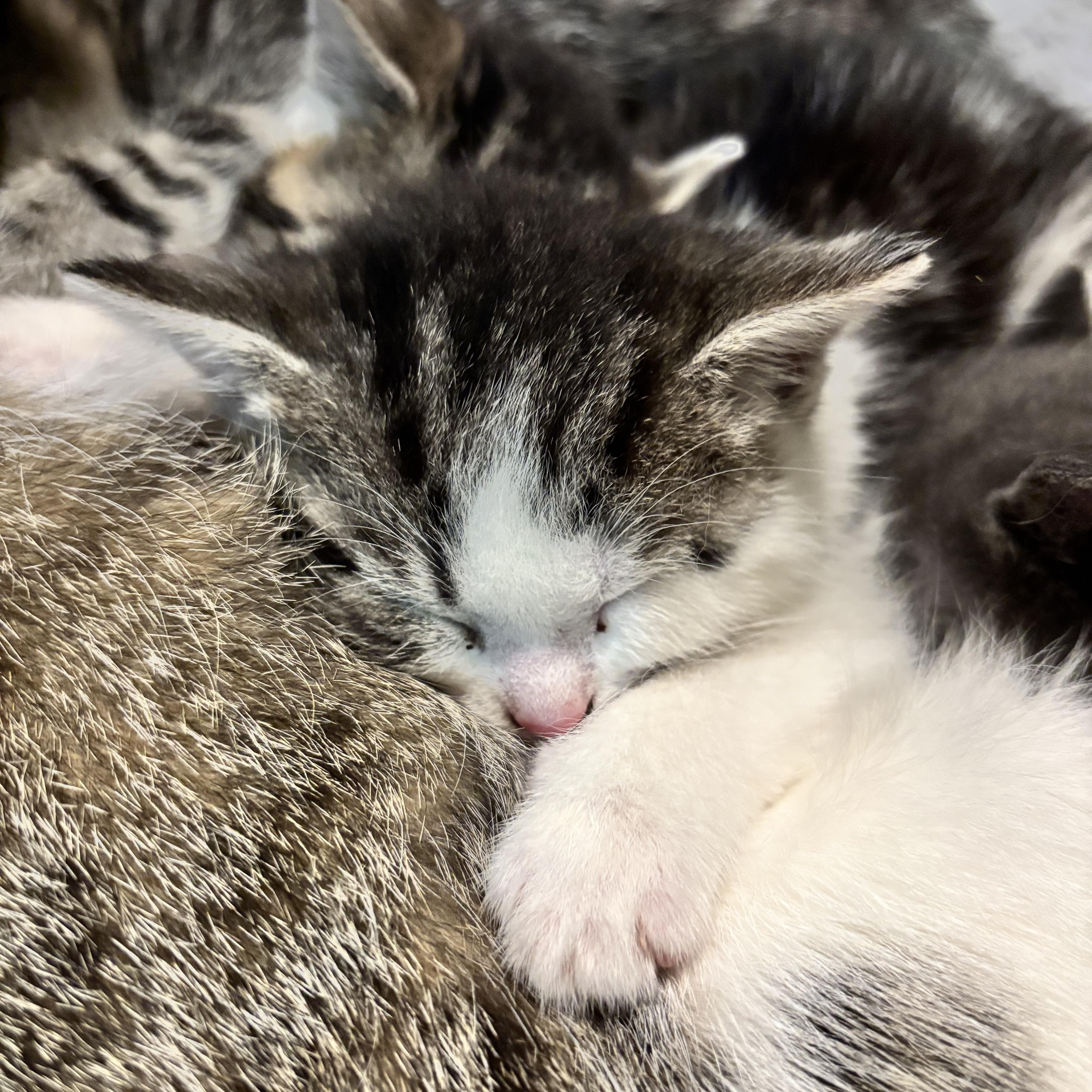 A baby medium-sized female Tabby (Brown / Chocolate) Domestic Short Hair cat named Uma for adoption in Hudson, NY