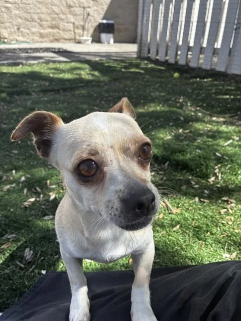 An adult small-sized female Chihuahua dog named Ruby for adoption in Fremont, CA
