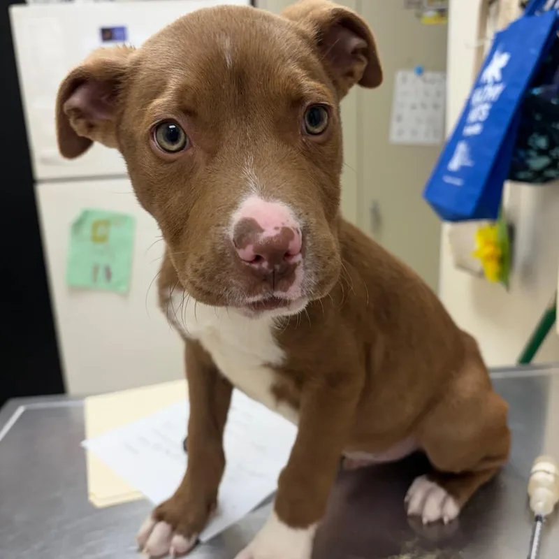 Lil Papito thumbnail 2