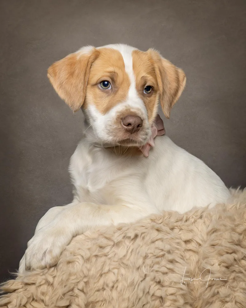 A baby medium-sized male Mixed Breed dog named Disney for adoption in Cullman, AL