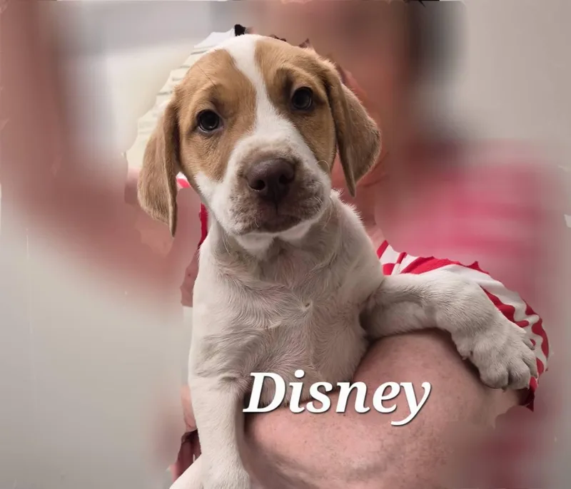 Disney thumbnail 2