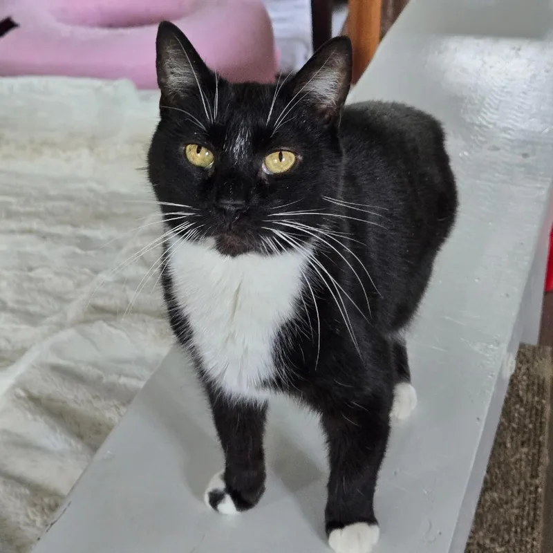 A senior small-sized male Black Domestic Short Hair cat named Thief for adoption in Pittsburgh, PA