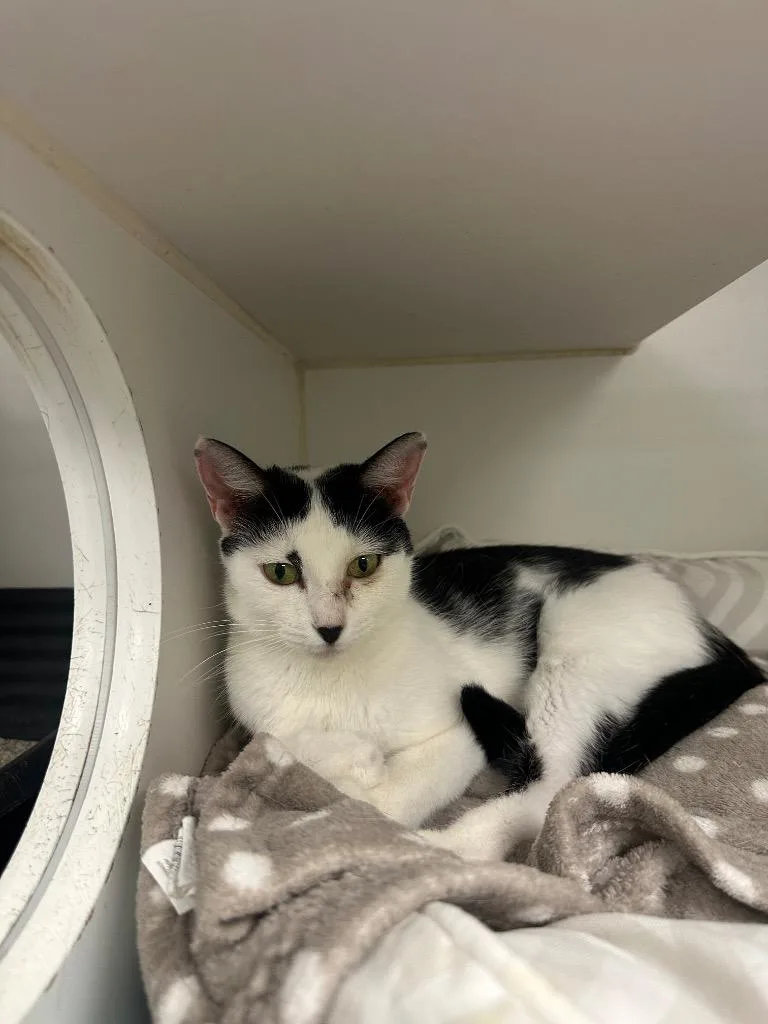 An adult medium-sized female Domestic Short Hair cat named Luna for adoption in Johnson City, TN