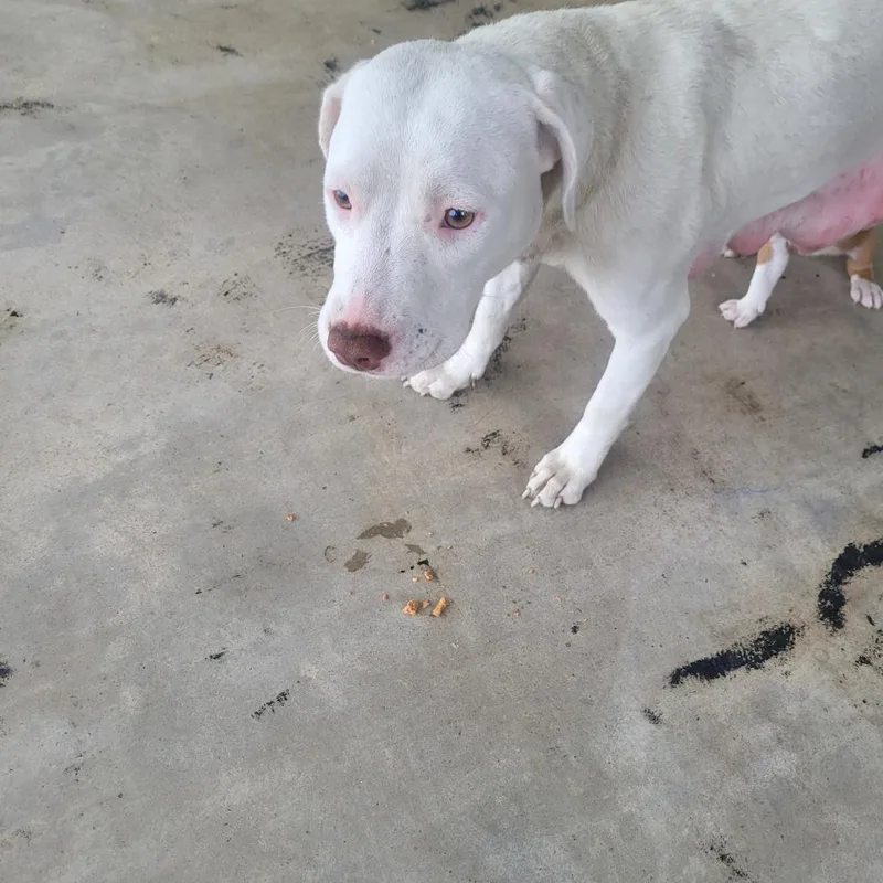 A young medium-sized female White / Cream Terrier dog named Winona for adoption in Clarksdale, MS