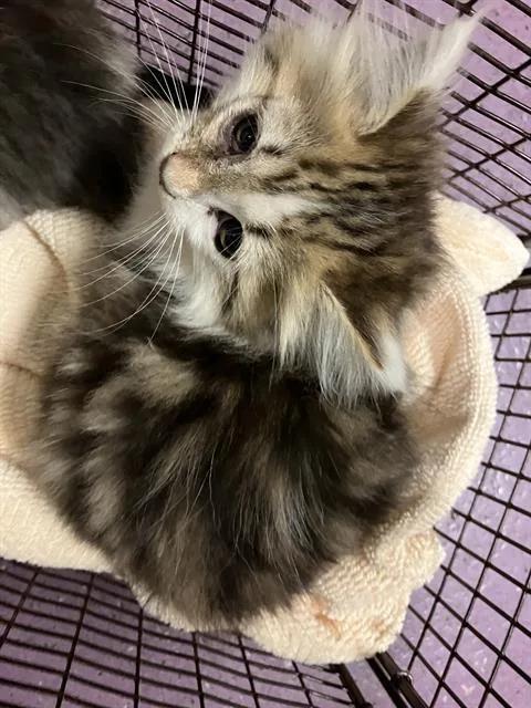 A baby small-sized female Domestic Short Hair cat named Winny for adoption in Long Beach, CA