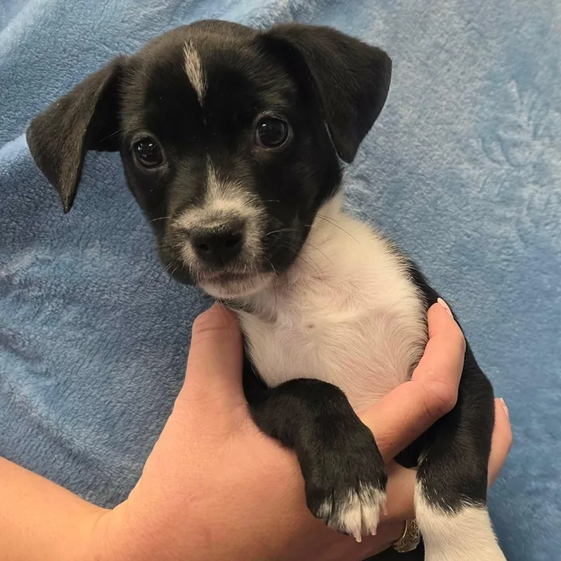 A baby medium-sized female Black Pit Bull Terrier dog named Penguin for adoption in Bryan, TX