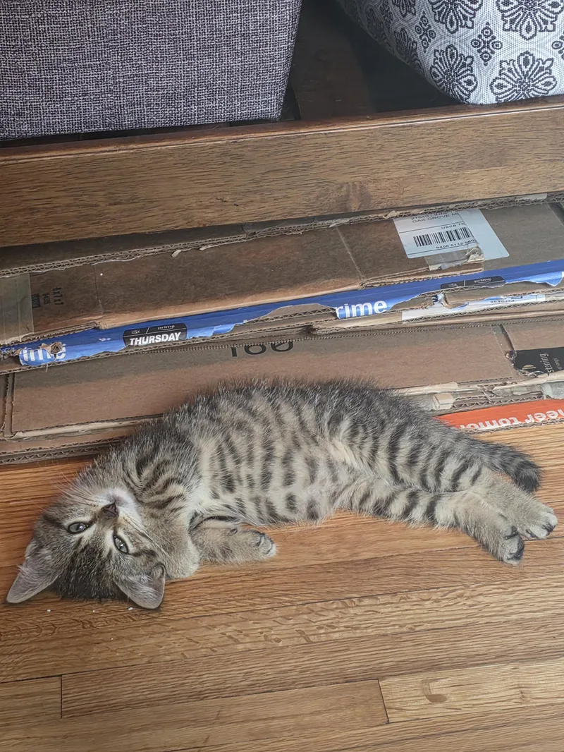 A baby medium-sized female Tabby (Brown / Chocolate) Domestic Short Hair cat named Rue for adoption in Minneapolis, MN