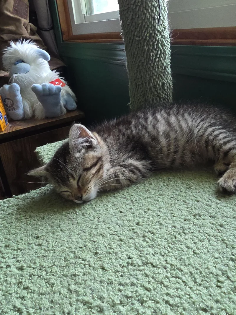 Rue thumbnail 3