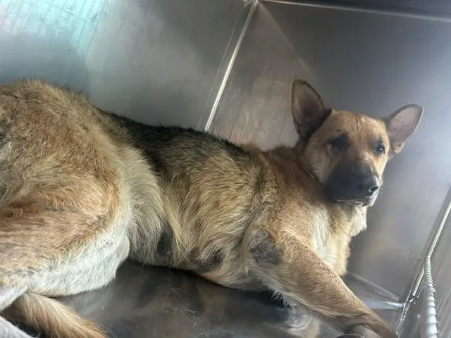 An adult large-sized female German Shepherd Dog dog named Melody for adoption in Baldwin Park, CA