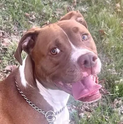 An adult large-sized male Brown / Chocolate Pit Bull Terrier dog named Ollie for adoption in Cedar Mountain, NC
