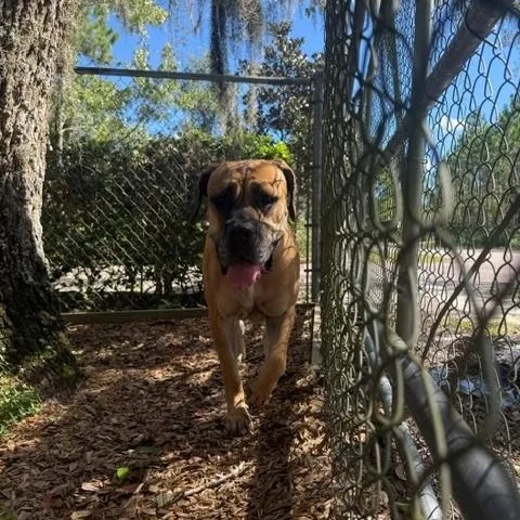 An adult large-sized female Yellow / Tan / Blond / Fawn Mastiff dog named Dahlia for adoption in St. Augustine, FL