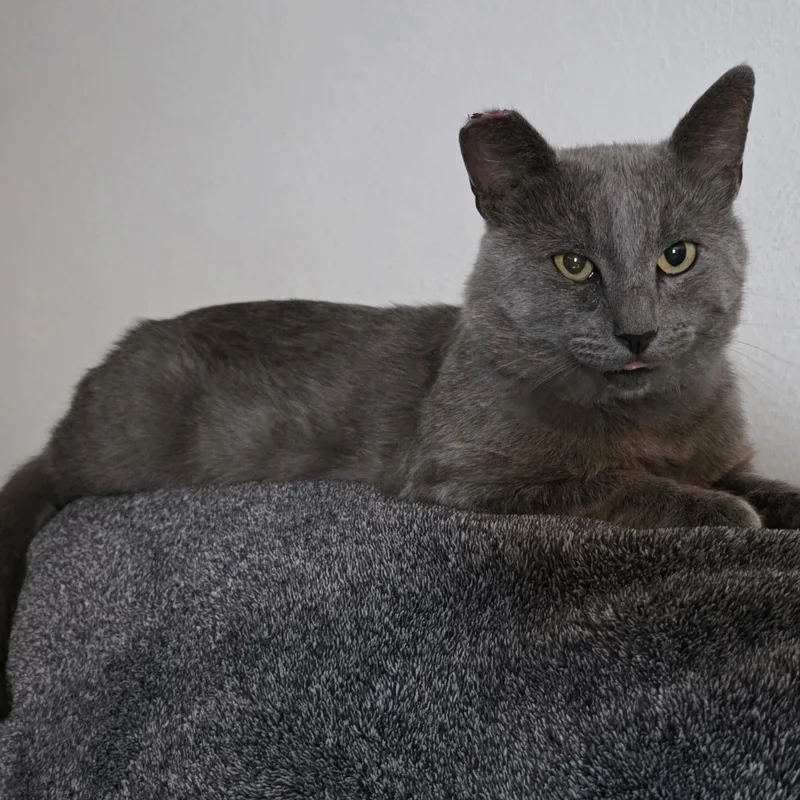 An adult large-sized male Tabby (Gray / Blue / Silver) Domestic Short Hair cat named Christian Gray for adoption in Brentwood, CA