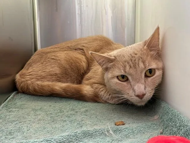 An adult medium-sized male Domestic Short Hair cat named Peanut for adoption in Brighton, CO