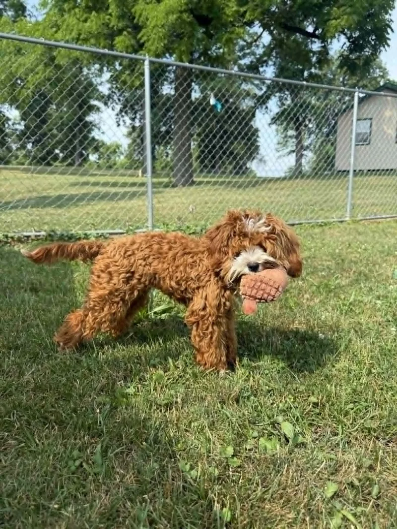 A young small-sized male Red / Chestnut / Orange Poodle (Toy) dog named Lorax for adoption in Chambersburg, PA