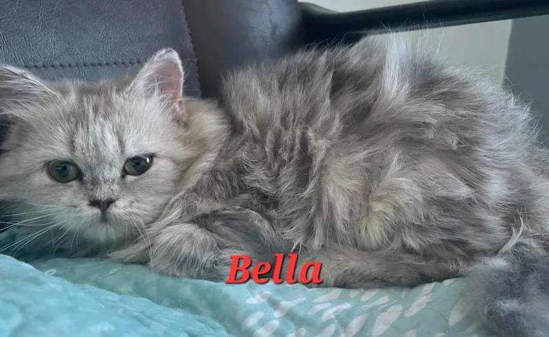 Bella thumbnail 2