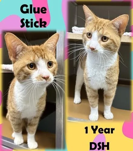 An adult medium-sized male Tabby (Orange / Red) Domestic Short Hair cat named Glue Stick for adoption in Franklin, IN