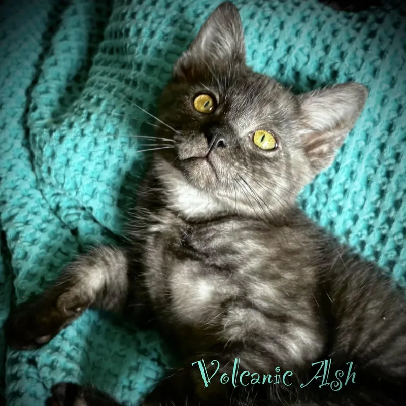 Volcanic Ash thumbnail 6